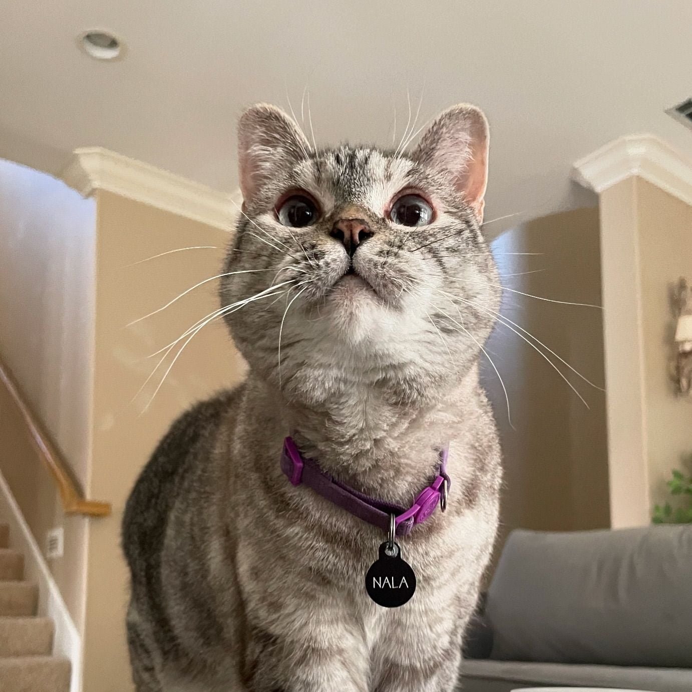 Meet Nala Cat: The Instagram Star with a Ton of Fo - Tymoff